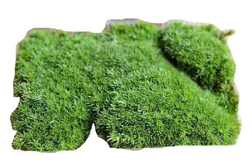 包邮鲜活青苔藓微景观瓶铺面闷养白发藓 diy假山盆栽迷你植物 - 图3
