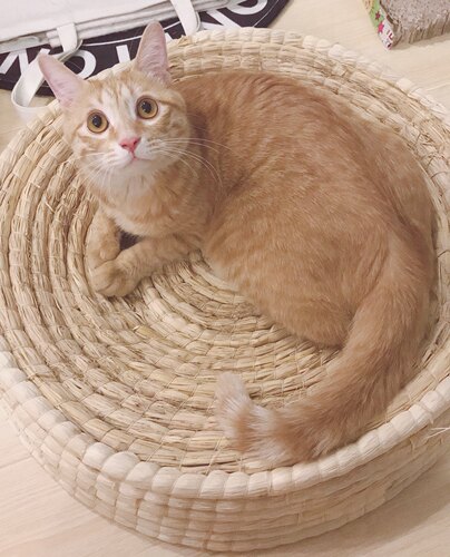 猫抓扳 草编猫窝 猫咪窝 狗窝 手工编织元宝鸡窝下蛋窝繁殖窝包邮 - 图2