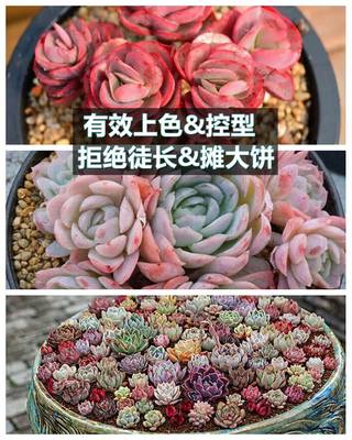 植物补光灯t8生长灯led全光谱植物多肉生长灯 虎窝淘