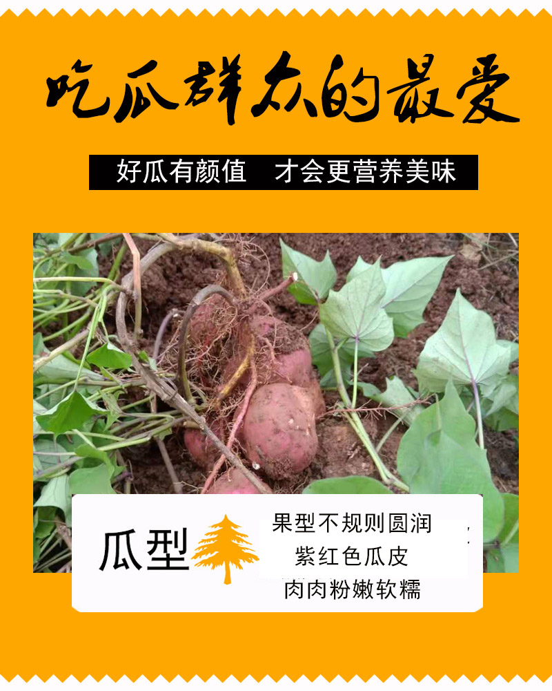 香甜粉糯软好吃的重庆潼南老品种子板栗哈密冰糖心白心红薯红皮-图2