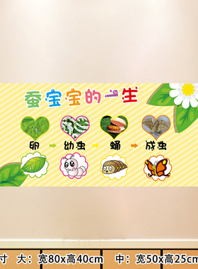 教师纸昆虫生长过程蚕宝宝的一生