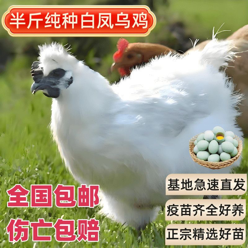 一斤散养黑凤鸡贵妃鸡珍珠鸡脱温绿壳蛋鸡仔散养土鸡五黑鸡宠物鸡,淘宝优惠券,粉丝福利购,淘宝优惠卷