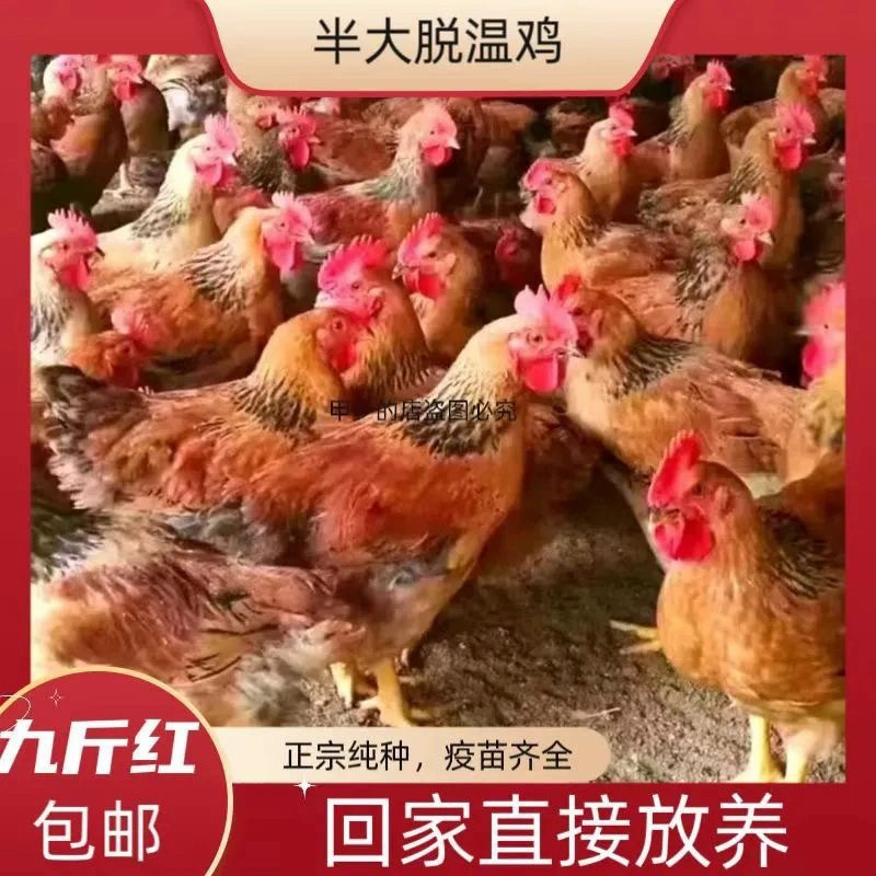 一斤散养黑凤鸡贵妃鸡珍珠鸡脱温绿壳蛋鸡仔散养土鸡五黑鸡宠物鸡,淘宝优惠券,粉丝福利购,淘宝优惠卷