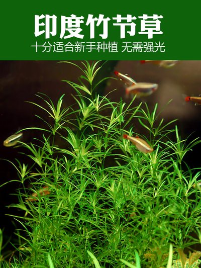 金鱼藻蜈蚣草印度小竹节轮叶黑藻一斤鱼虾蟹乌龟饲料阴性水草 - 图1