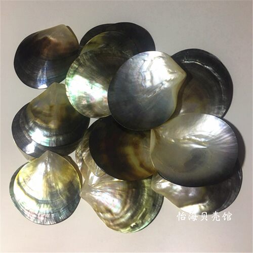 天然珍珠贝大溪地黑蝶贝抛光贝首饰海星贝壳海螺摆件贝壳工艺品 - 图3