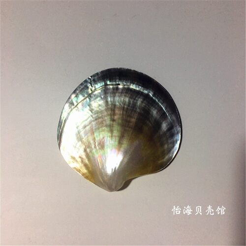 天然珍珠贝大溪地黑蝶贝抛光贝首饰海星贝壳海螺摆件贝壳工艺品 - 图1