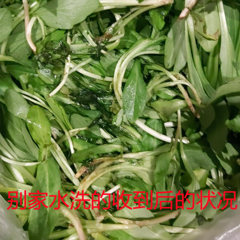 现采马兰头新鲜菜不水洗露天现挖有机野菜凉拌食用当季应季饭店用 - 图1