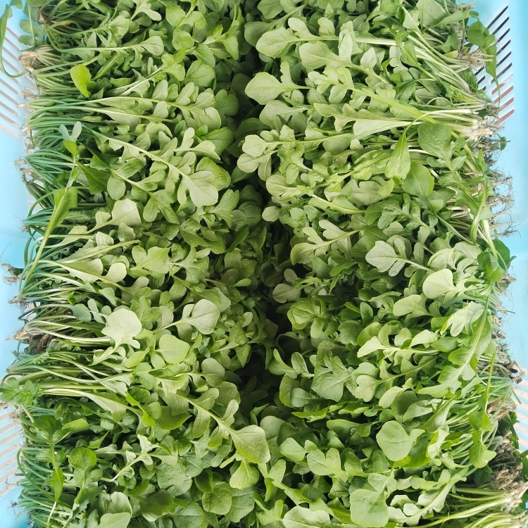 现采荠菜非冷冻野菜新鲜包邮鲜荠菜地菜荠荠菜上海菜 - 图0