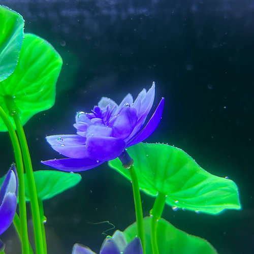 新款鱼缸造景荷花装饰仿真水草植物塑料水族箱布景摆件睡莲花内饰 - 图3