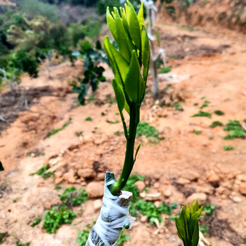 枳壳苗优质嫁接砧木红桔苗枸橘头可嫁接橙桔柚佛手金豆爱媛38 - 图3
