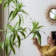 Simulated Brazilian wood floor-standing large green plant movable decoration