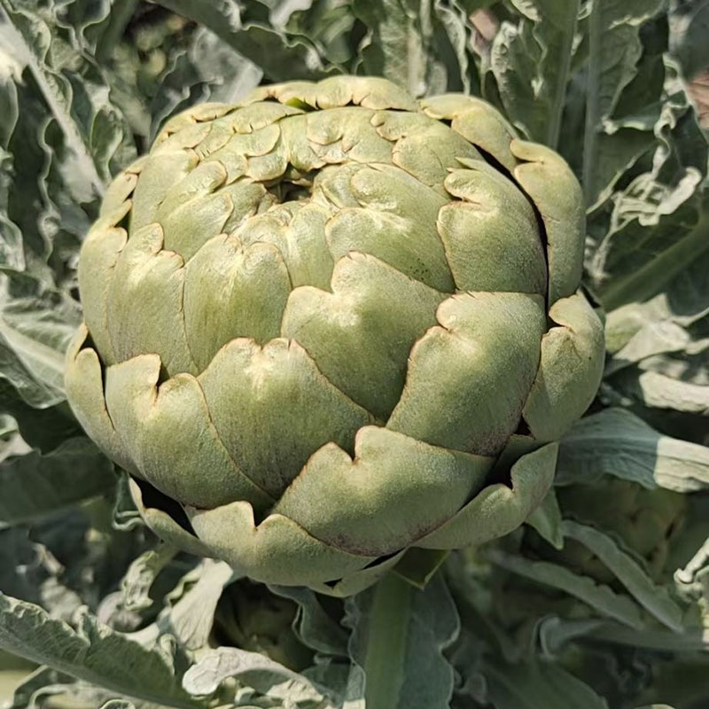 新鲜洋蓟500g 朝鲜蓟 Artichoke法国百合 网红潮流当季稀缺蔬菜 - 图1