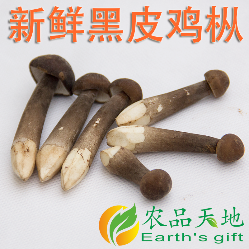 新鲜食用黑皮鸡枞菌250g菌菇菌类蘑菇Mushroom火锅煲汤食材-图1