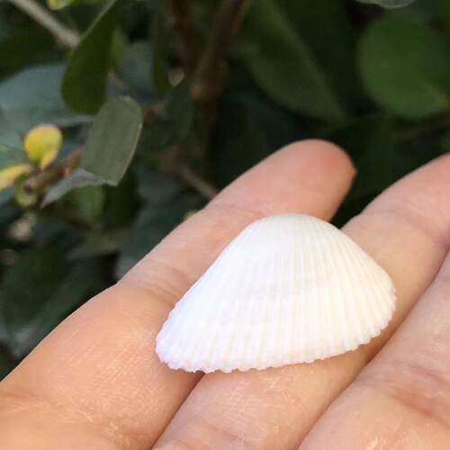 天然雪蛤白椰贝狮子贝小米螺白色海螺贝壳海星组合套装鱼缸造景饰 - 图2