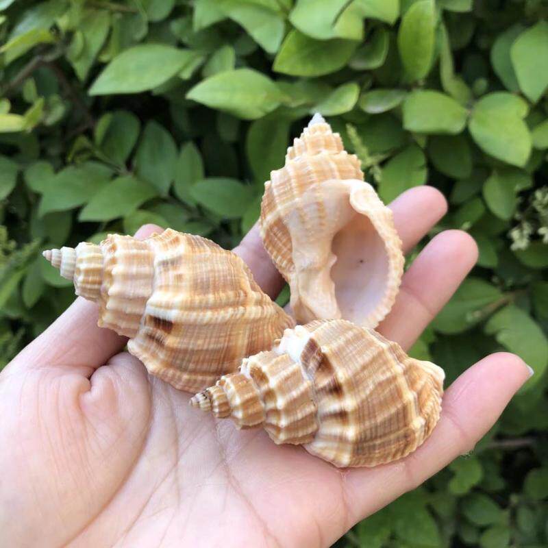 最大98 オフ 小林生麺 お米のそうめん 白米 4袋 1食128g 4袋 Rmladv Com Br