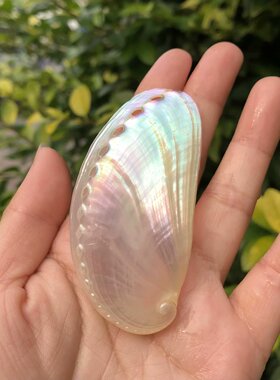 海螺贝壳白色鲍鱼壳驴耳贝