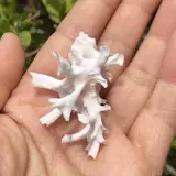 Натуральная раковина Ginkgo Улишка белая тысяча -рукавая танка аквариум -ландшафт декоративные украшения домашние крабовые замены раковина