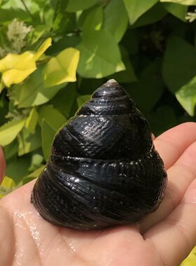 贝壳海螺黑色钟螺寄居蟹替换壳