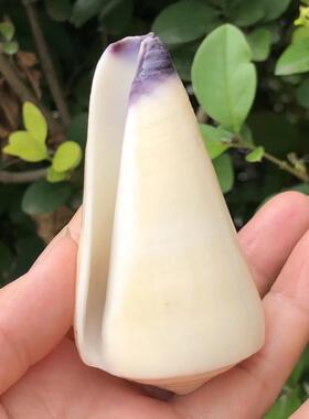 天然贝壳海螺芋螺标本螺