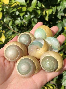 海螺贝壳天然蜗牛壳黄色左旋螺