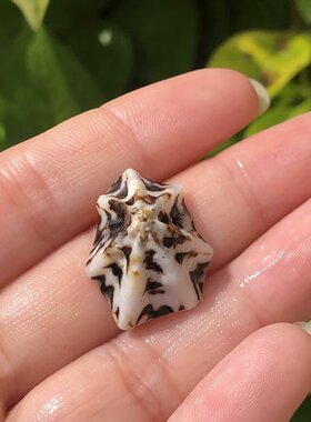天然贝壳海螺笠螺扇形贝
