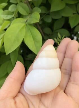 天然贝壳海螺蜗牛白色标本螺拍摄