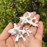 Натуральная раковина Ginkgo Улишка белая тысяча -рукавая танка аквариум -ландшафт декоративные украшения домашние крабовые замены раковина