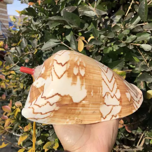 Натуральный мегафон, большой свисток, игрушка