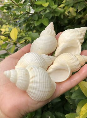 海螺贝壳花生螺白色海螺