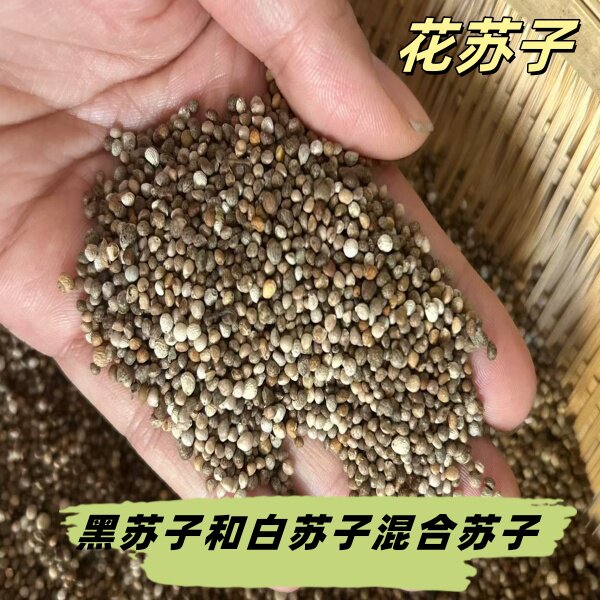 混合苏子花苏子当年新粮鸟饲料玉鸟丝雀鹦鹉 包邮特价真空包装,淘宝优惠券,粉丝福利购,淘宝优惠卷