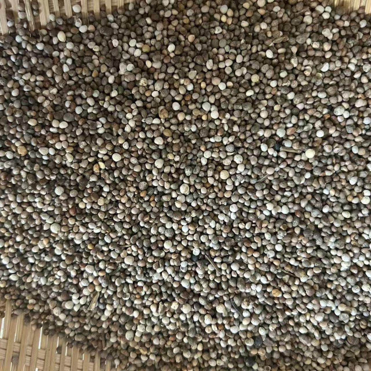 混合苏子花苏子当年新粮鸟饲料玉鸟丝雀鹦鹉 包邮特价真空包装,淘宝优惠券,粉丝福利购,淘宝优惠卷