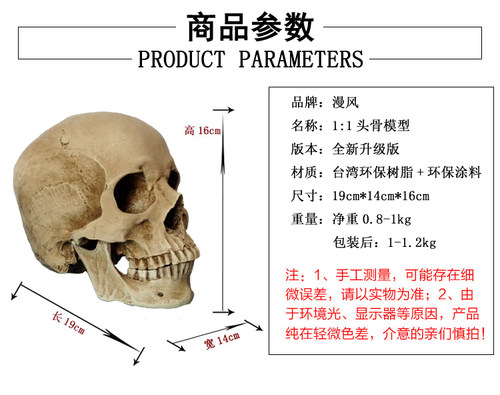 1：1树脂石膏头像骷髅头医艺用人体肌肉骨骼解剖结构头颅模型美术 - 图0