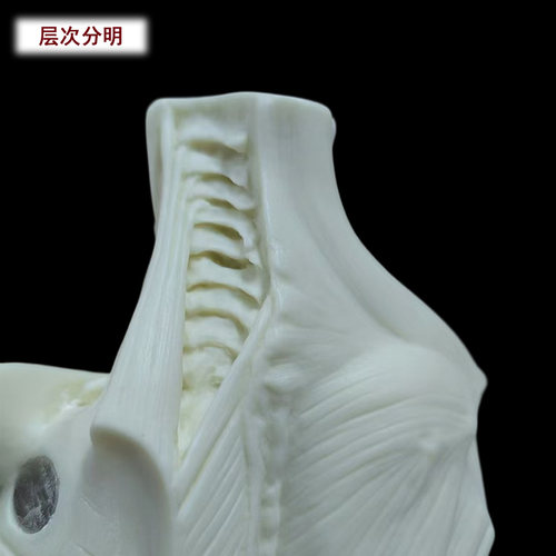 60cm设计医用雕塑绘画石膏玩具艺用人体肌肉骨骼解剖结构模型美术 - 图2