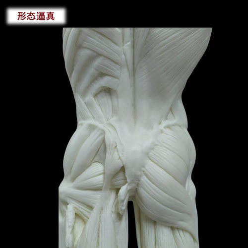60cm设计医用雕塑绘画石膏玩具艺用人体肌肉骨骼解剖结构模型美术 - 图3