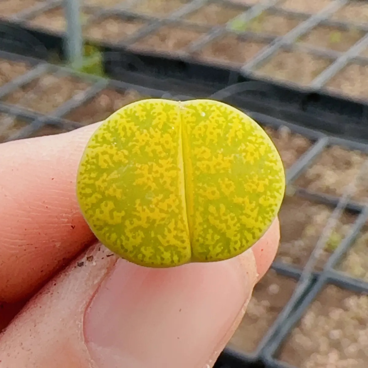 【一件包邮】生石花屁屁多肉番杏科多肉植物PP花石头花混播植物 - 图0