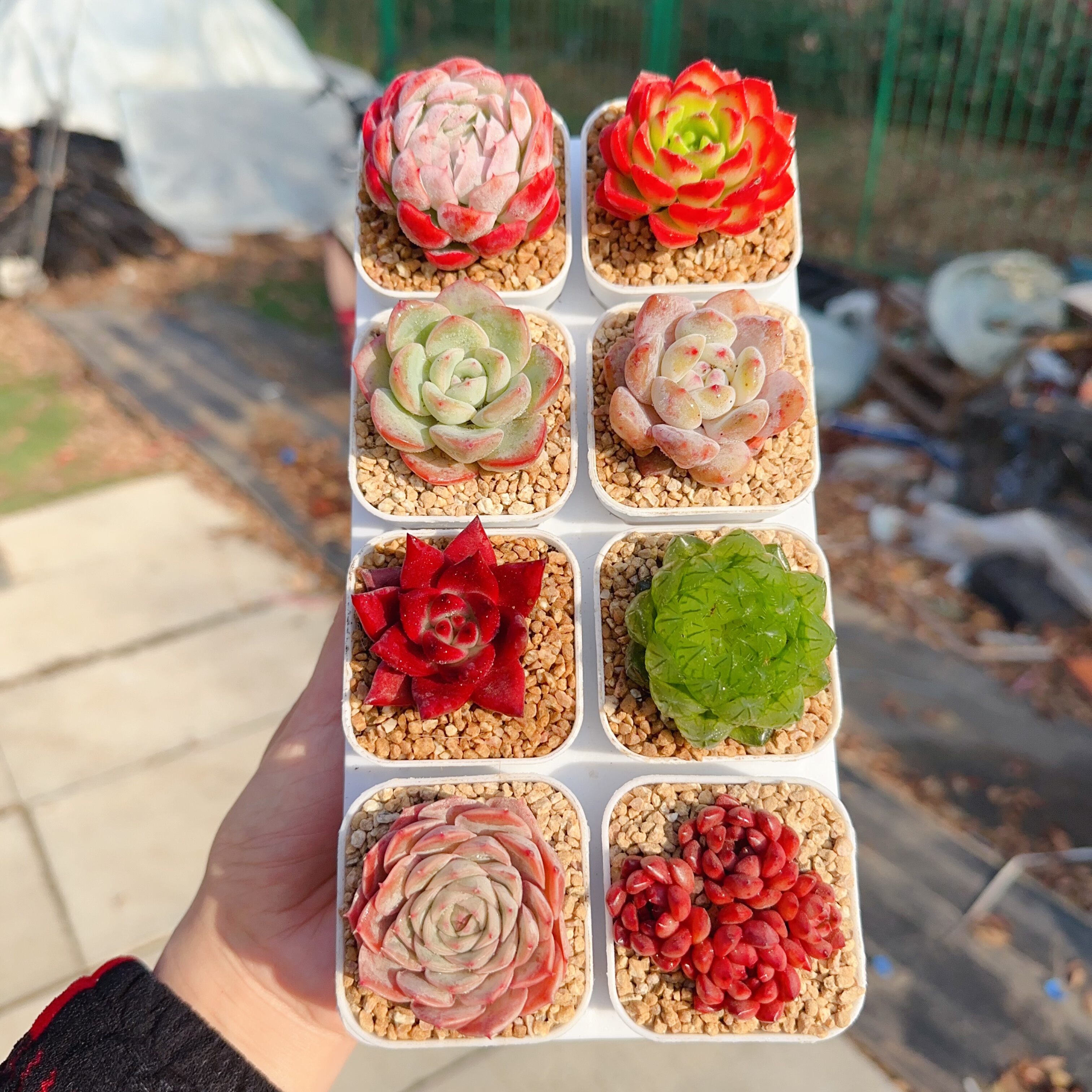 多肉植物 多肉带盆58号套餐8盆 盆5厘米 尺寸3-4厘米,淘宝优惠券,粉丝福利购,淘宝优惠卷