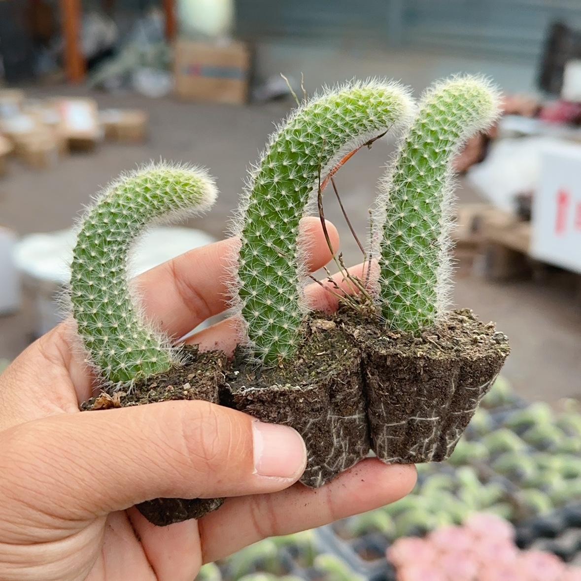 多肉植物长毛软毛九尾狐新手好养肉肉花卉开花阳台容易活仙人掌-图2