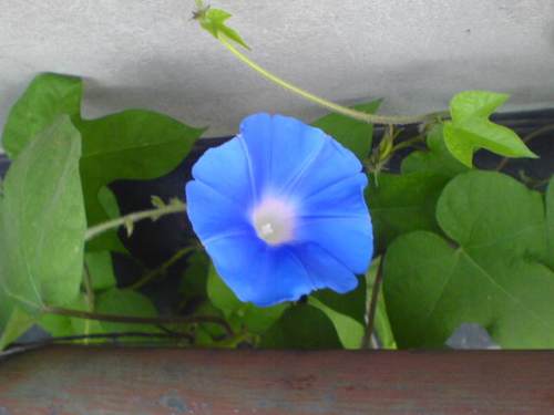 品景秀蓝中花 牵牛花种子喇叭花  朝颜爬藤花卉 - 图2