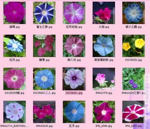 品景秀蓝中花 牵牛花种子喇叭花  朝颜爬藤花卉 - 图3