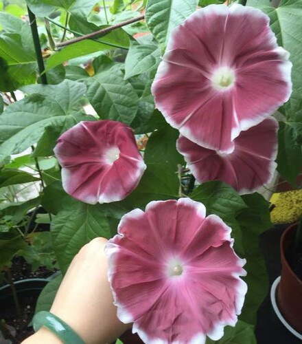 茶園の月【キフセ】【茶覆輪】特大牵牛花种子朝颜爬藤 - 图0