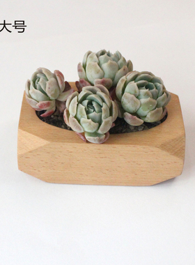 新年多肉花盆ins风桌上家居装饰