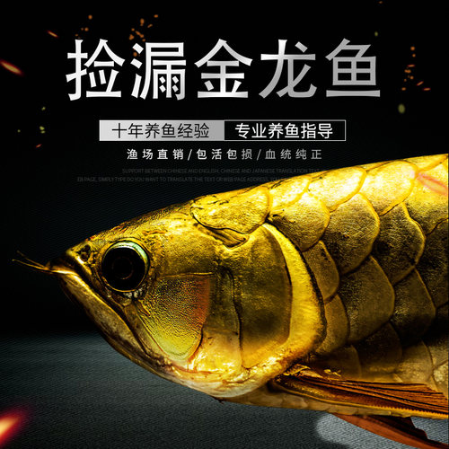 金龙鱼活鱼幼苗龙鱼观赏鱼练手过背印尼辣椒血红龙鱼苗小高背龙鱼 - 图0