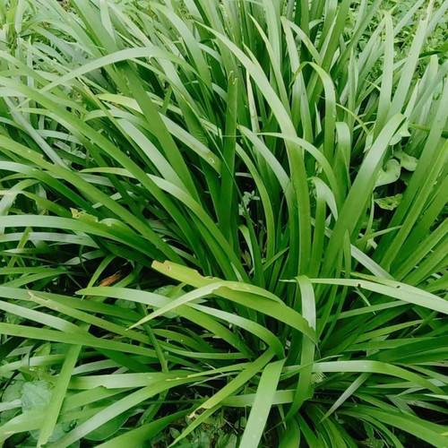 秦岭深山石菖蒲菖中药材挂门可盆栽正宗原生态石菖蒲新鲜包邮 - 图3