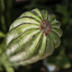 Simulated green plant cactus landscaping decorative ornament potted plant