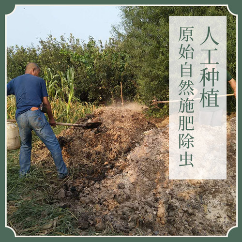 万物本草 完整切片黄金牛蒡泡茶浓香 道地产地药食同源 - 图1