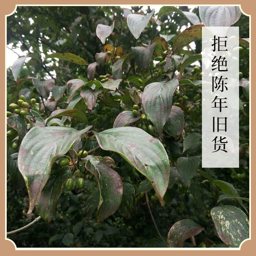 万物本草道地西峡山茱萸山萸肉 新鲜肉厚无核  中老年补品 - 图3