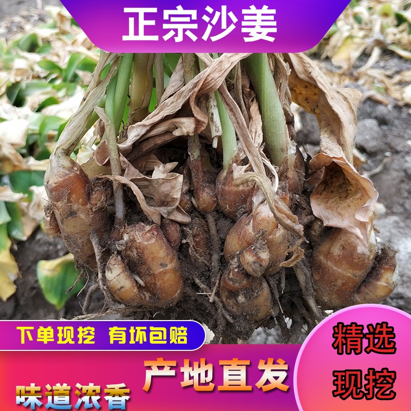 正宗茂名高州特产新鲜沙姜/山奈/砂姜 白切鸡椰子鸡猪脚配料包邮 - 图2