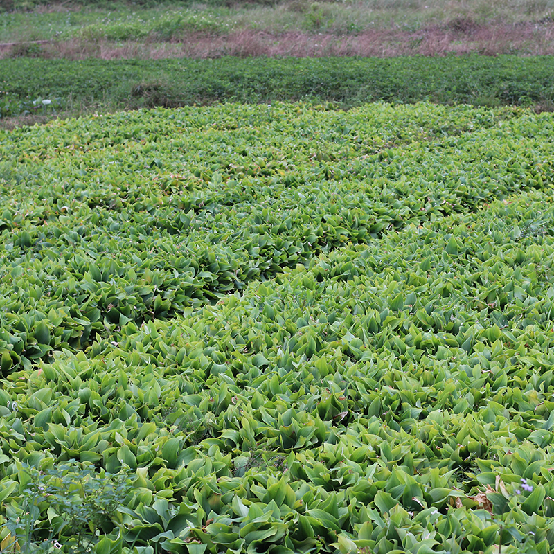 正宗广东茂名特产新鲜沙姜/山奈 白切鸡调味配料可种子苗砂姜包邮 - 图2