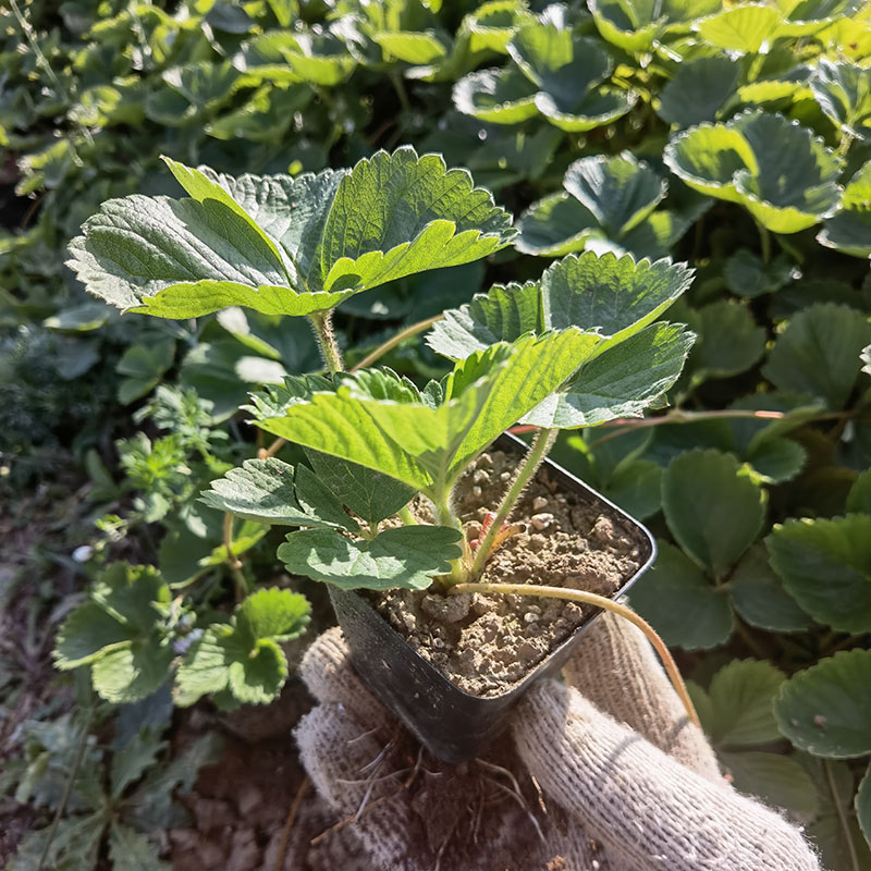 蒙特瑞草莓苗四季开花结果甜查理带土盆栽原土穴盘苗食用南北种植 - 图2