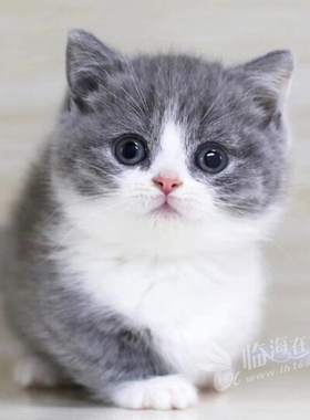 幼崽小型好养纯种蓝白英短橘猫